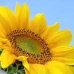 sunflower-sh_48452296